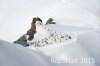 Luftaufnahme Kanton Bern/Jungfraujoch - Foto Jungfraujoch 3502