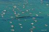 Luftaufnahme SCHIFFFAHRT/Schiffe  bei der Ufenau - Foto Boote an der Ufenau 3362 DxO-1